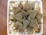 Haworthia