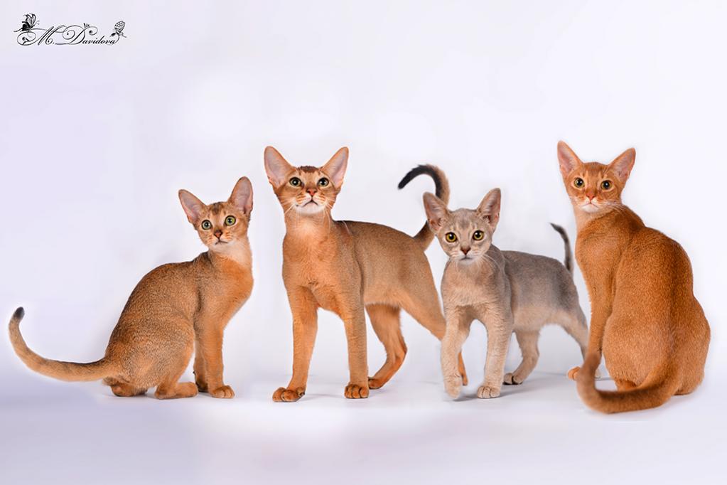 Рассмотрите фотографию кошки породы абиссинская и выполните. Европейский абиссинец. Абиссинская кошка голубая. Абиссинский кот голубой. 4 Окраса Абиссинской кошки.