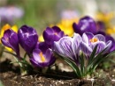 : m_25778d17.jpg
: 270

: 8.3 