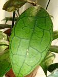 EPC-60 Hoya finlaysonii dark vein on leaves