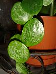 Hoya Ipsus from New Bumea =Hoya sp. biakensis