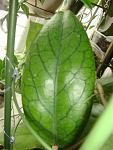Hoya vitellinoides