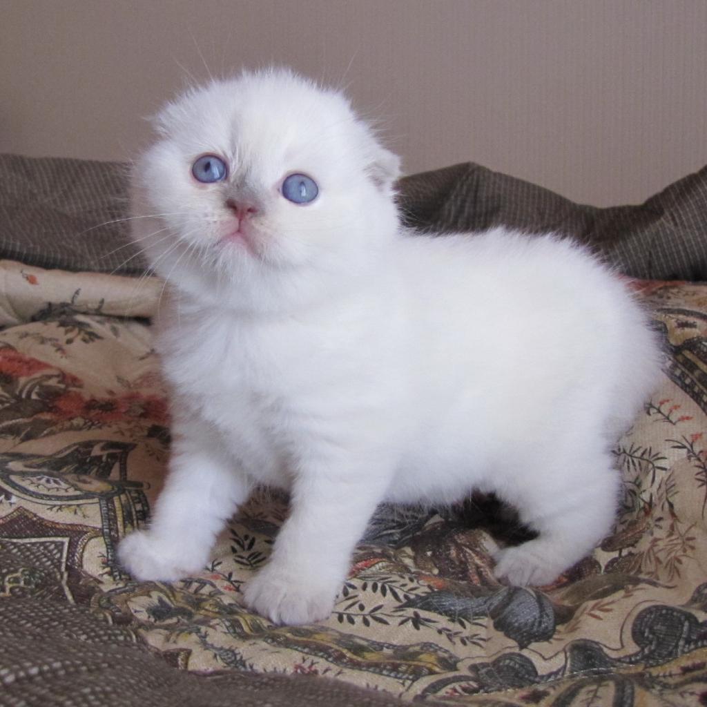 Белый вислоухий кот