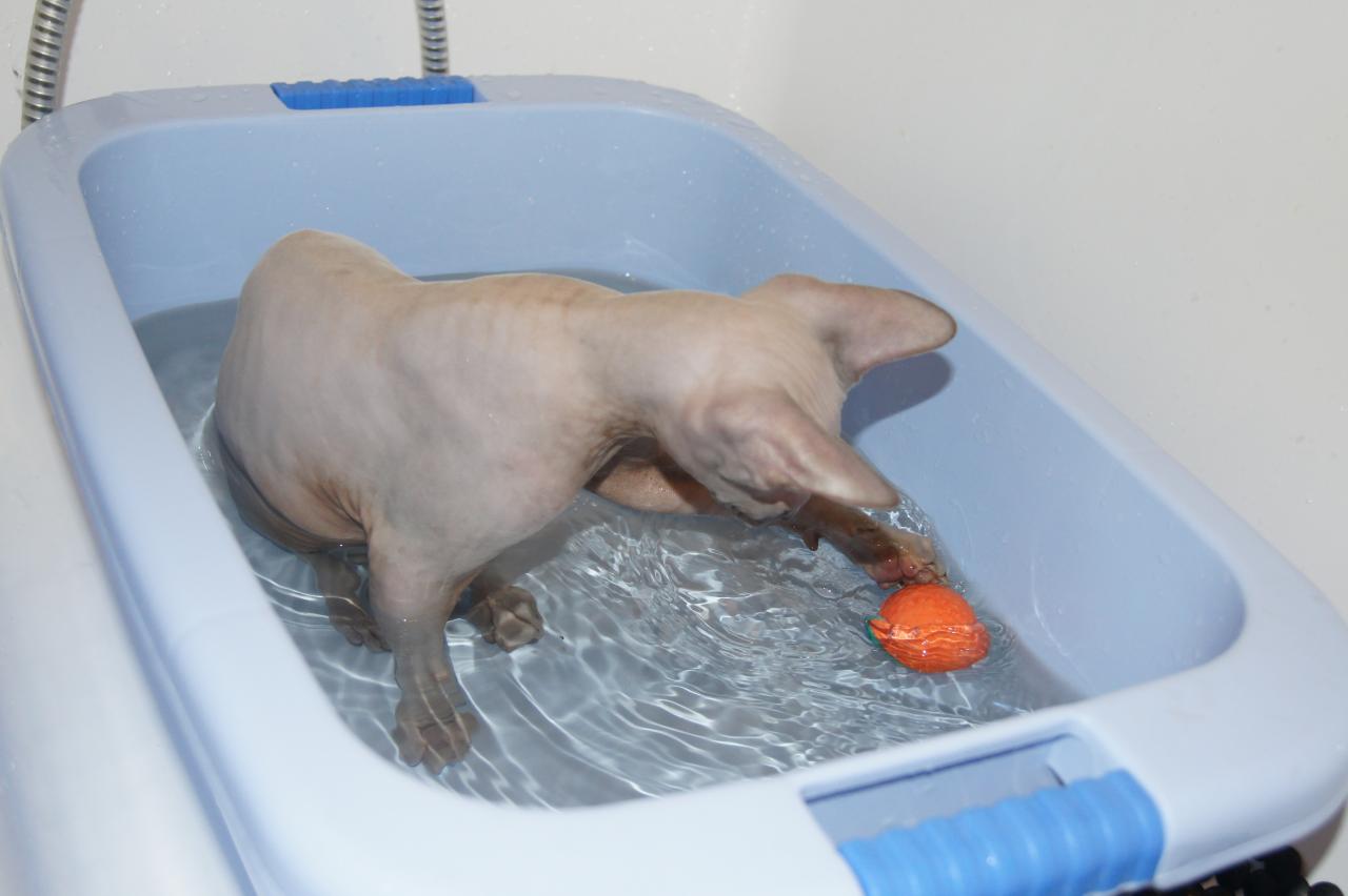 Шапка для купания сфинксов. Сфинкс моется. Кошка купается в ванной. Кот сфинкс моется. Сфинкс моется.