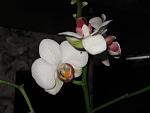 IMG 7192