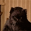 : мим кот.gif
: 43

: 40.8 