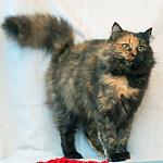 : БелкаНДнорика1.jpg
: 165

: 5.3 