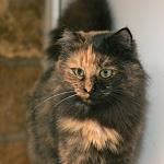 : БелкаНДнорика2.jpg
: 170

: 4.9 