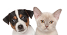 : cat_doggy.png
: 344

: 12.6 