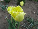 IMG 9646 
 
Tulip Fringed 
Maja