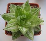 Haworthia cymbiformis var.variegata 08.2009