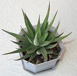 Haworthia fasciata