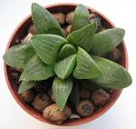 Haworthia retusa 08.2009