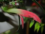 Columnea Sylvia