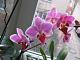 любим и выращиваем орхидеи